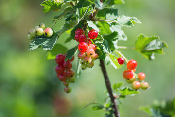 Closeup of red gooseberries in a field by sunny day