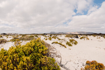 Sandy beach and desert plant in Lanzarote, Canary islands