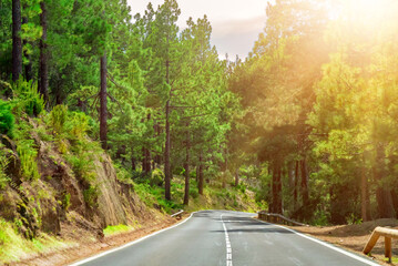 Winding road in a mountain forest. Bright green forest and bright sun shine.