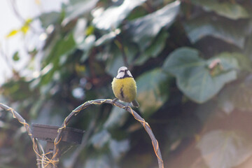Blue Tit