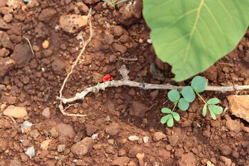 Red Velvet mite. These arthropods spend the major part of the year underground. They emerge with the first rains of the monsoon.