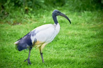 Black-headed ibis in natural habitat (Threskiornis melanocephalus)	