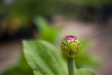 Pink zinnia flower bud in spring