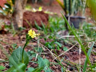 wild flowers in the forest