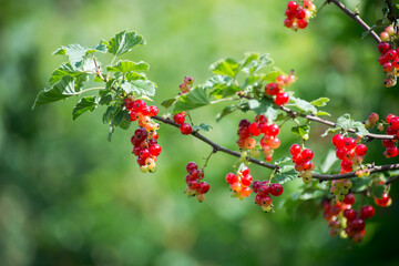 Obraz premium Closeup of red gooseberries in a field by sunny day