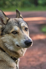 Portrait of the dog fawn color with brown eyes. Vertical shot, close-up