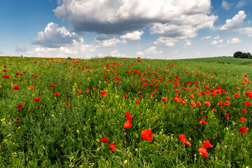red poppies in the field on a sunny day.
