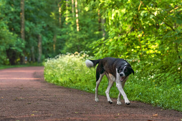 Portrait of a black hunting dog with drop ears. The animal walk in the Park