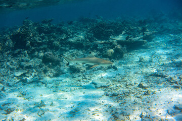 Fototapeta na wymiar Blacktip Reef Shark (Carcharhinus melanopterus) swimming across coral reef in the Maldives