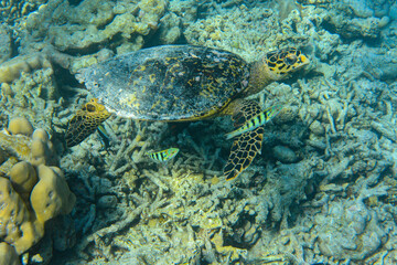 Obraz na płótnie Canvas Hawksbill Turtle (Eretmochelys imbricata) swimming across a coral reef in the Maldives