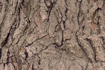 Mulberry tree bark texture.