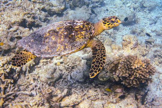 Hawksbill Turtle (Eretmochelys imbricata) swimming across a coral reef in the Maldives