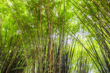 Naklejka na ściany i meble Beautiful landscape green nature bamboo forest tunnel in Wat Chulapornwanaram ,Nakornnayok ,Thailand. Natural Background.