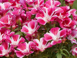 Fleurs de satin ou godétia clarkia, élégantes fleurs des jardinière aux couleurs blanc, rose mélée de fuchsia
