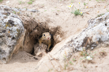 Innocent Funny and Curious Animal ,  European ground squirrel  looking from tunnel in the land