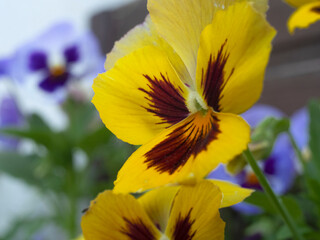 bright pansy flowers in the garden