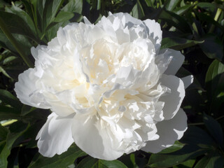 flowering peony pink and white with buds