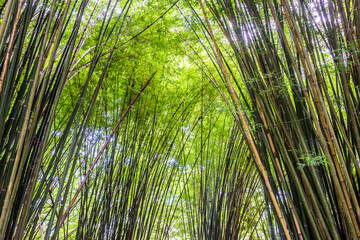 Fototapeta premium Beautiful landscape green nature bamboo forest tunnel in Wat Chulapornwanaram ,Nakornnayok ,Thailand. Natural Background.
