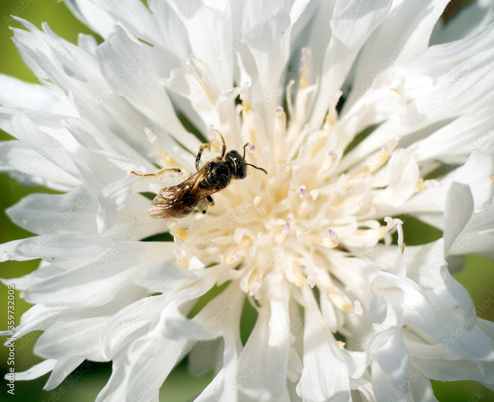 Wall mural insect on a white flower collects nectar