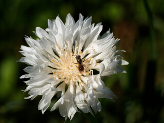 insect on a white flower collects nectar