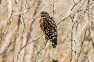 Cooper's hawk perch on tree branch