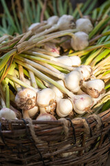 fresh harvested garlic in a basket