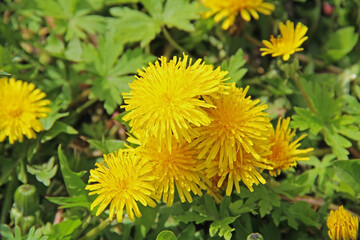 Yellow dandelions on the green field in summer.