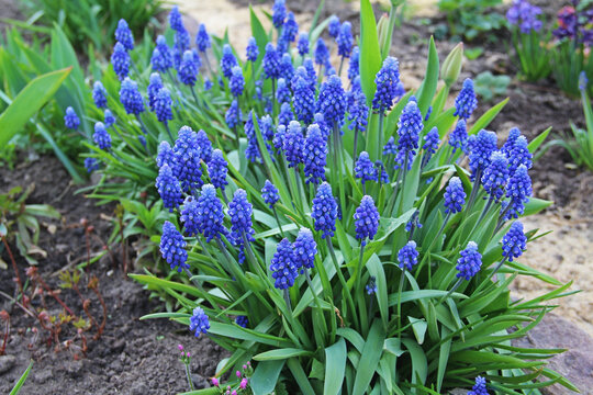 Spring flowers - blue flowers Muscari or murine hyacinth.