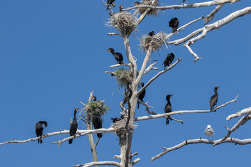 birds on a branch