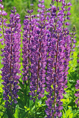 Pink purple lupine flowers in summer.
