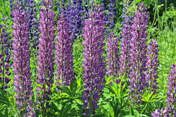 Pink and purple lupine flowers in summer.