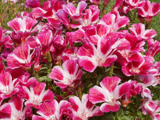 (Godetia clarkia) Godétia ou fleur de satin aux pétales en forme d'entonnoir, de ton pastel rouge et blanc, magnifique plante de jardinière