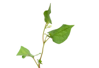 Herbal fish mint branch isolated white