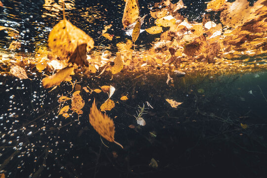 Autumn Leaves Floating On The Water Surface