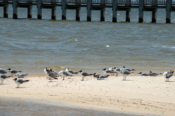 Sea gulls on the sandy little island and the pier in the background with a slight bokeh effect portrays peacefulness.