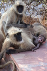 Baby monkey