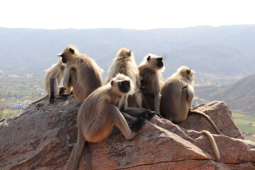 A group of Monkeys