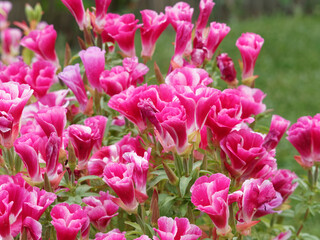 Obraz premium (Godetia clarkia) Godétia ou fleur de satin aux pétales en forme d'entonnoir, de ton pastel rouge et blanc, magnifique plante de jardinière