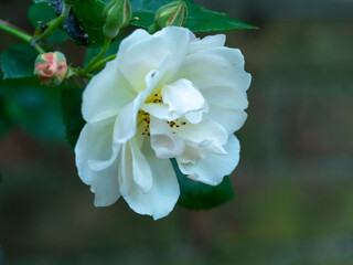 Closeup of a beautiful climbing rose bloom with pure white petals