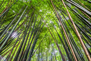Beautiful landscape green nature bamboo forest tunnel in Wat Chulapornwanaram ,Nakornnayok ,Thailand. Natural Background.
