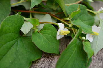 Houttuynia cordata kwon as fish mint