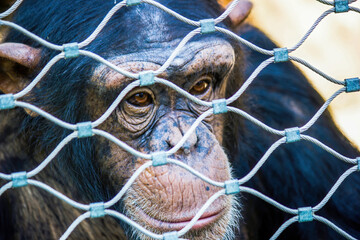 A chimpanzee looking through fence in the krakow city zoo, located in Poland - Europe