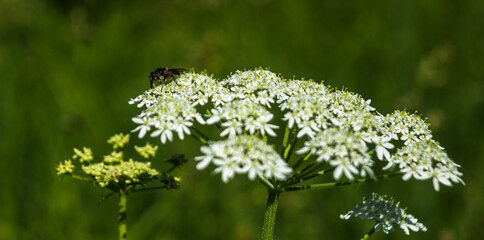 Fototapeta premium bee on a flower