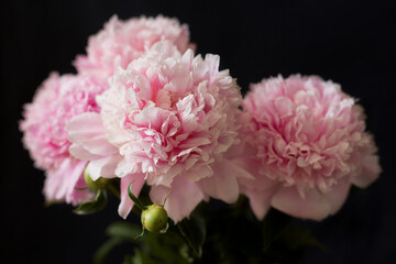 Blooming peony on a black background