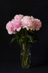 Blooming peony on a black background