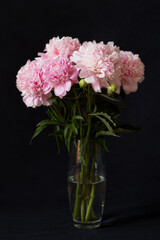 Blooming peony on a black background