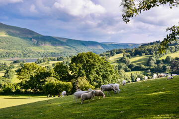 Sheep on a mountain pasture
