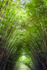 Beautiful landscape green nature bamboo forest tunnel in Wat Chulapornwanaram ,Nakornnayok...