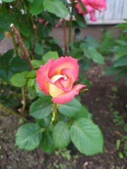 pink rose in garden