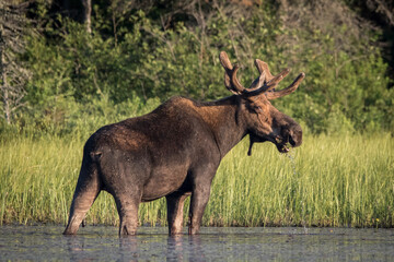 Fototapeta premium bull moose in water